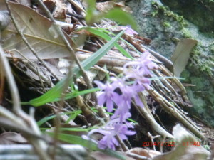 大滝の落ち口に咲いていた可憐な花です。