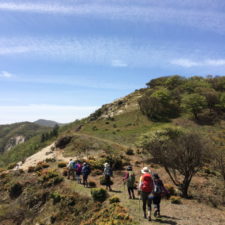 ほんとうに気持ちの良い稜線！シロヤシオは蕾をたくさんつけていました。