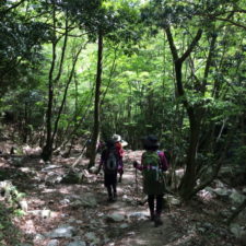 午後の日差しが新緑に透けてまったりした雰囲気の中を歩いて下山しましたー。