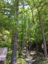 登山口は新緑シーズンを迎えたところでキラっキラしていました。