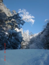 今年初めての樹氷に出会う