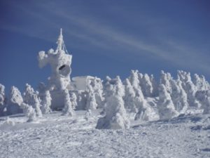 八甲田スノーモンスター
