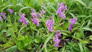 那須連山のニョホウチリ