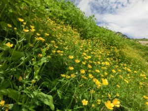 ﾐﾔﾏｷﾝﾎﾟｳｹﾞ